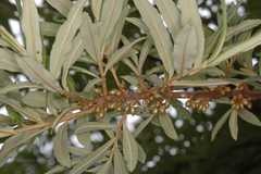 Hippophae salicifolia